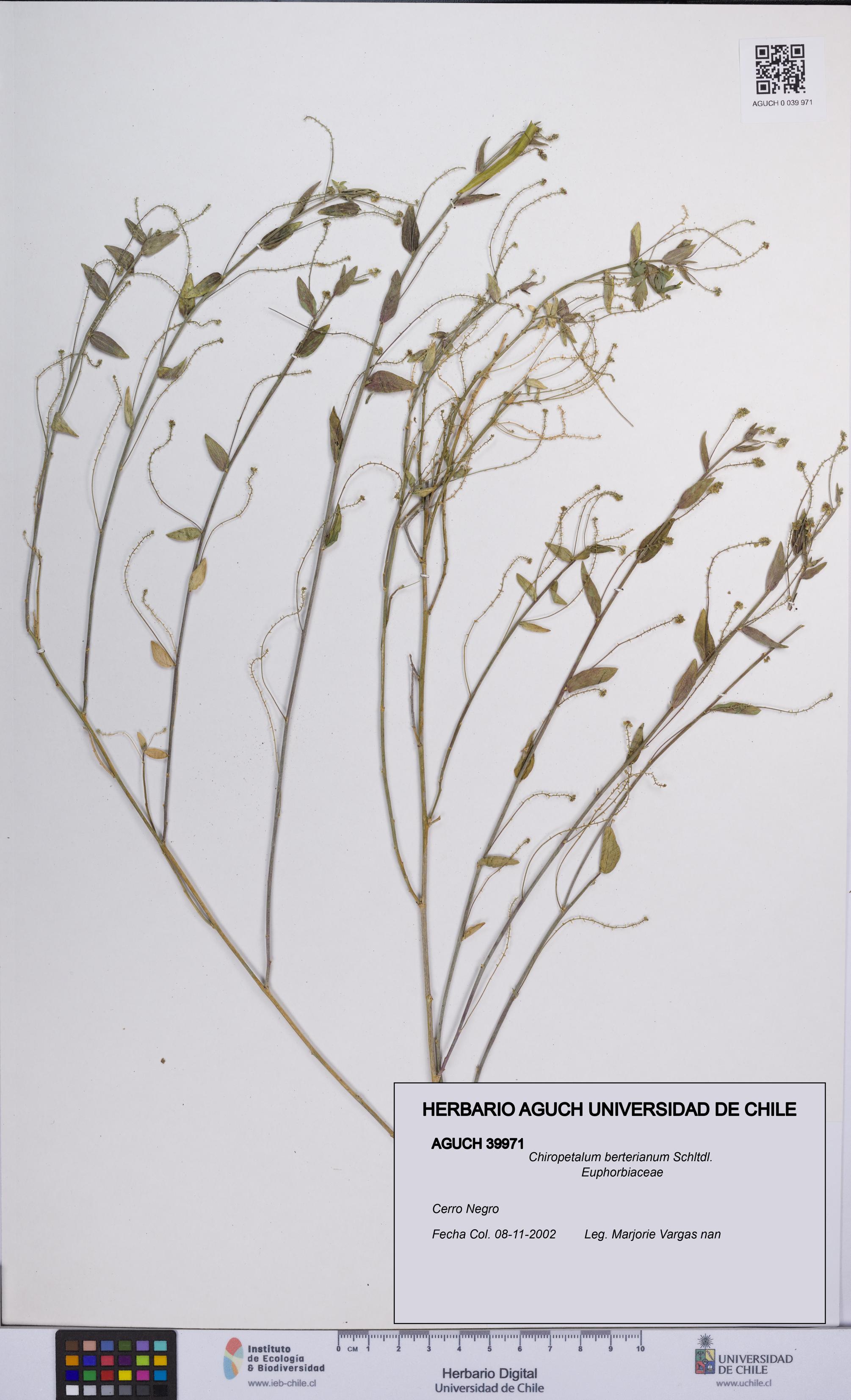 Chiropetalum berterianum [Espécimen: UCH:AGUCH:0039971]