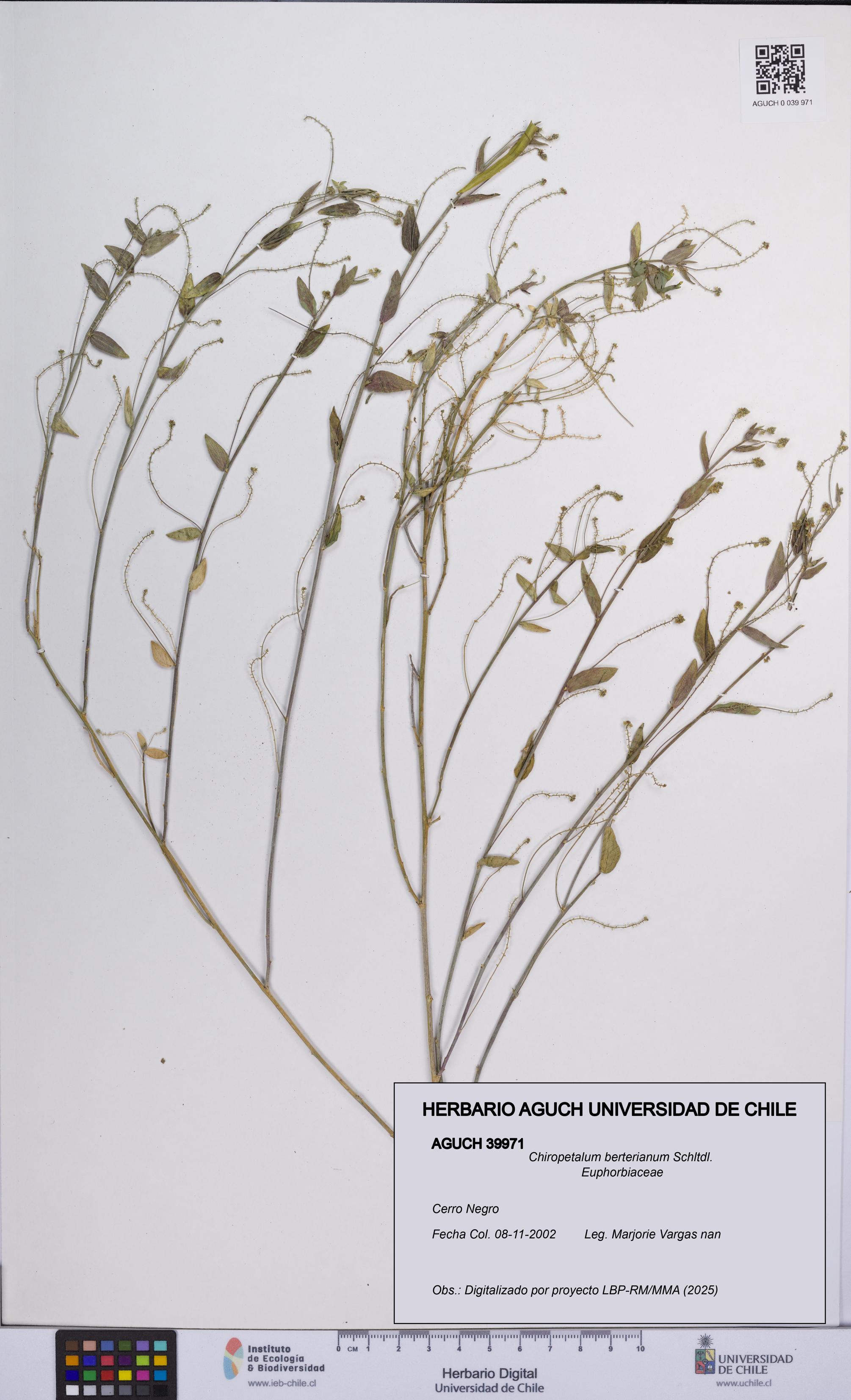 Chiropetalum berterianum [Espécimen: UCH:AGUCH:0039971]