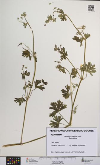 Geranium core-core [Espécimen: UCH:AGUCH:0039976]