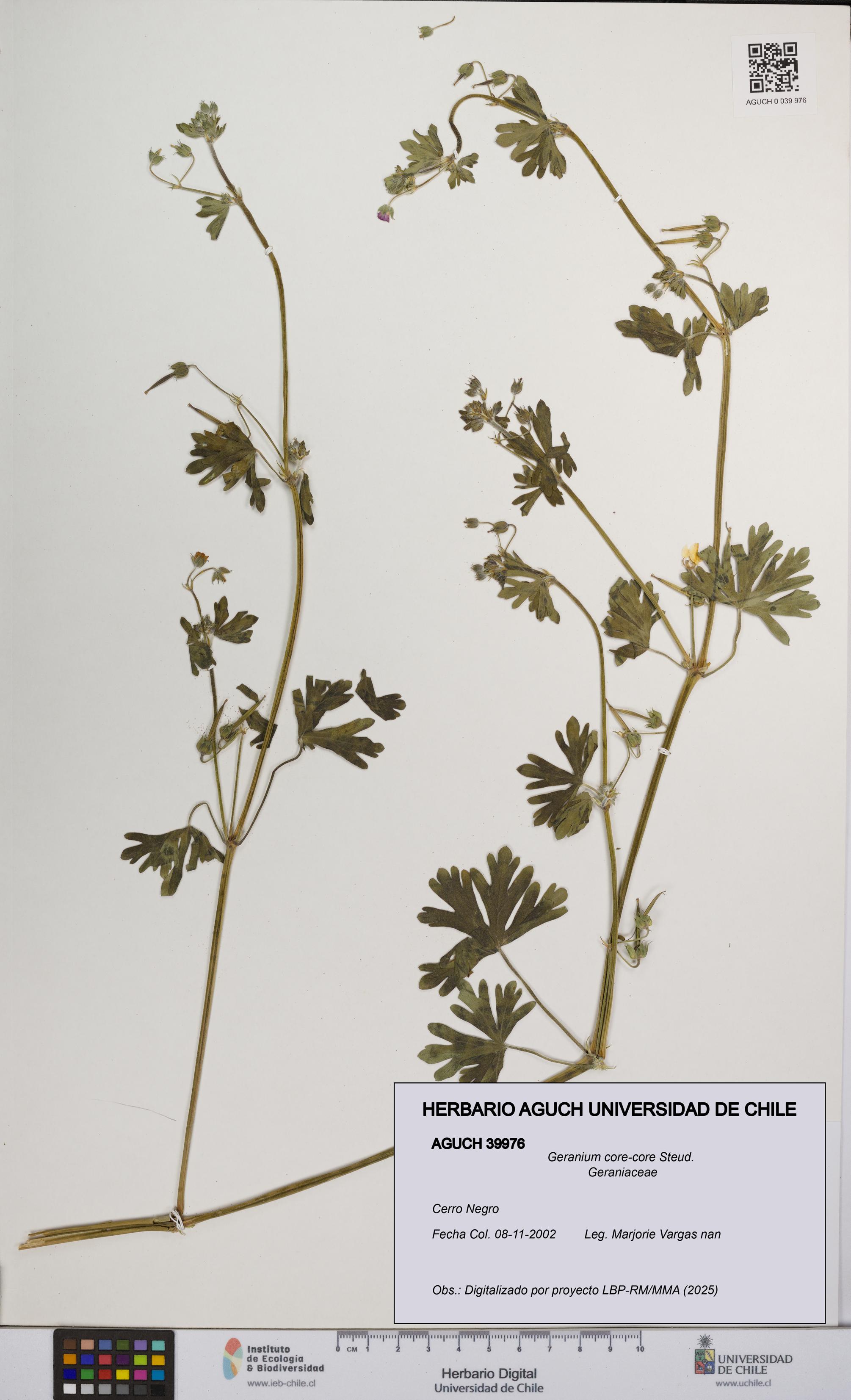 Geranium core-core [Espécimen: UCH:AGUCH:0039976]