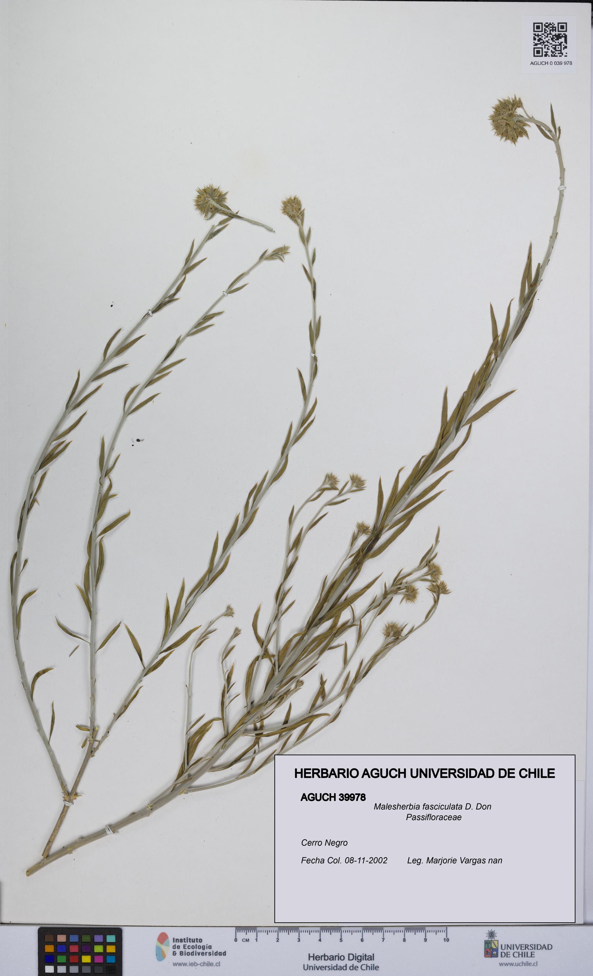 Malesherbia fasciculata [Espécimen: UCH:AGUCH:0039978]