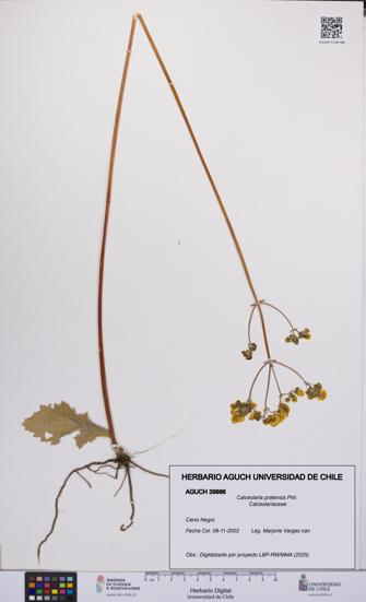 Calceolaria pratensis [Espécimen: UCH:AGUCH:0039986]