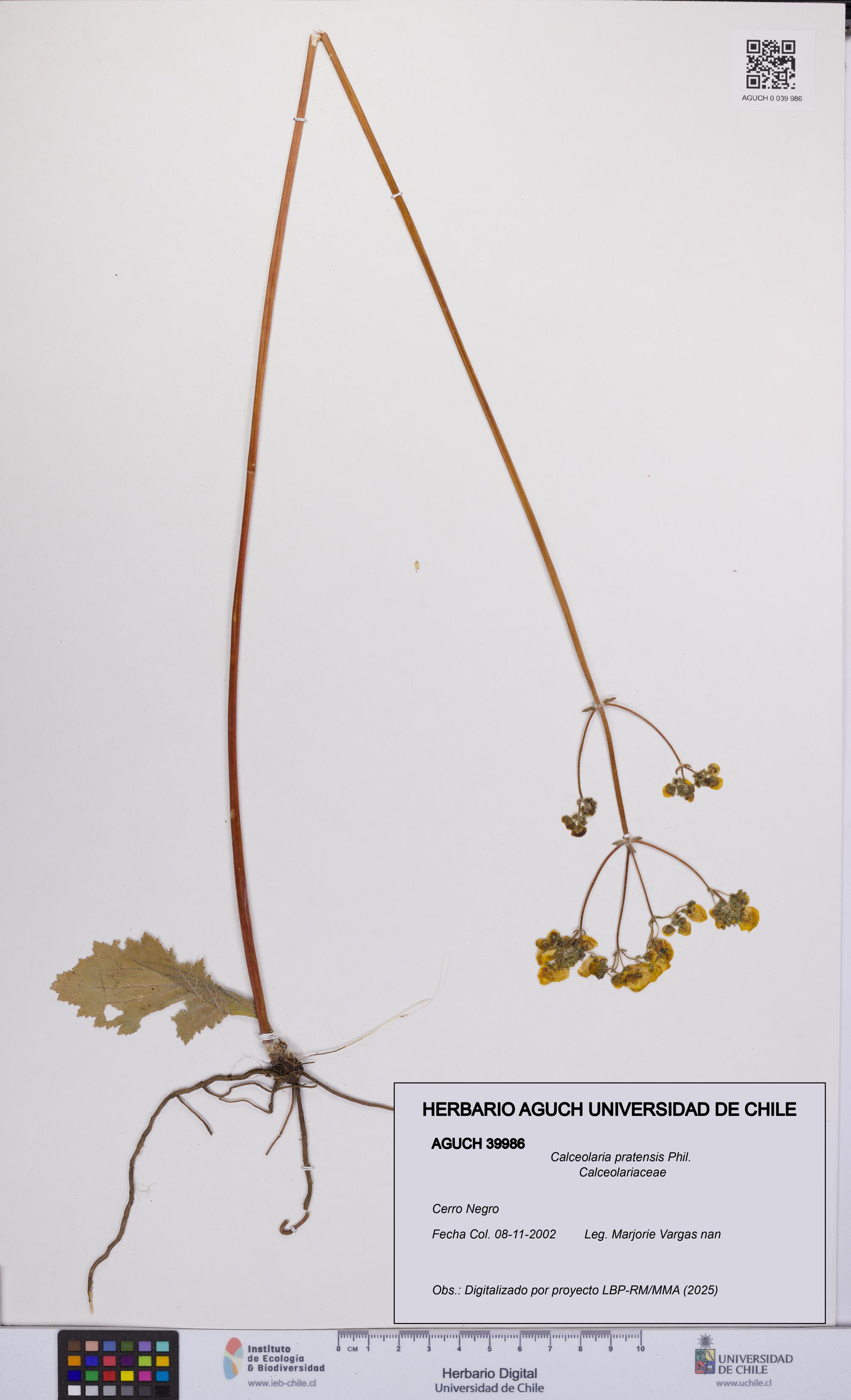 Calceolaria pratensis [Espécimen: UCH:AGUCH:0039986]