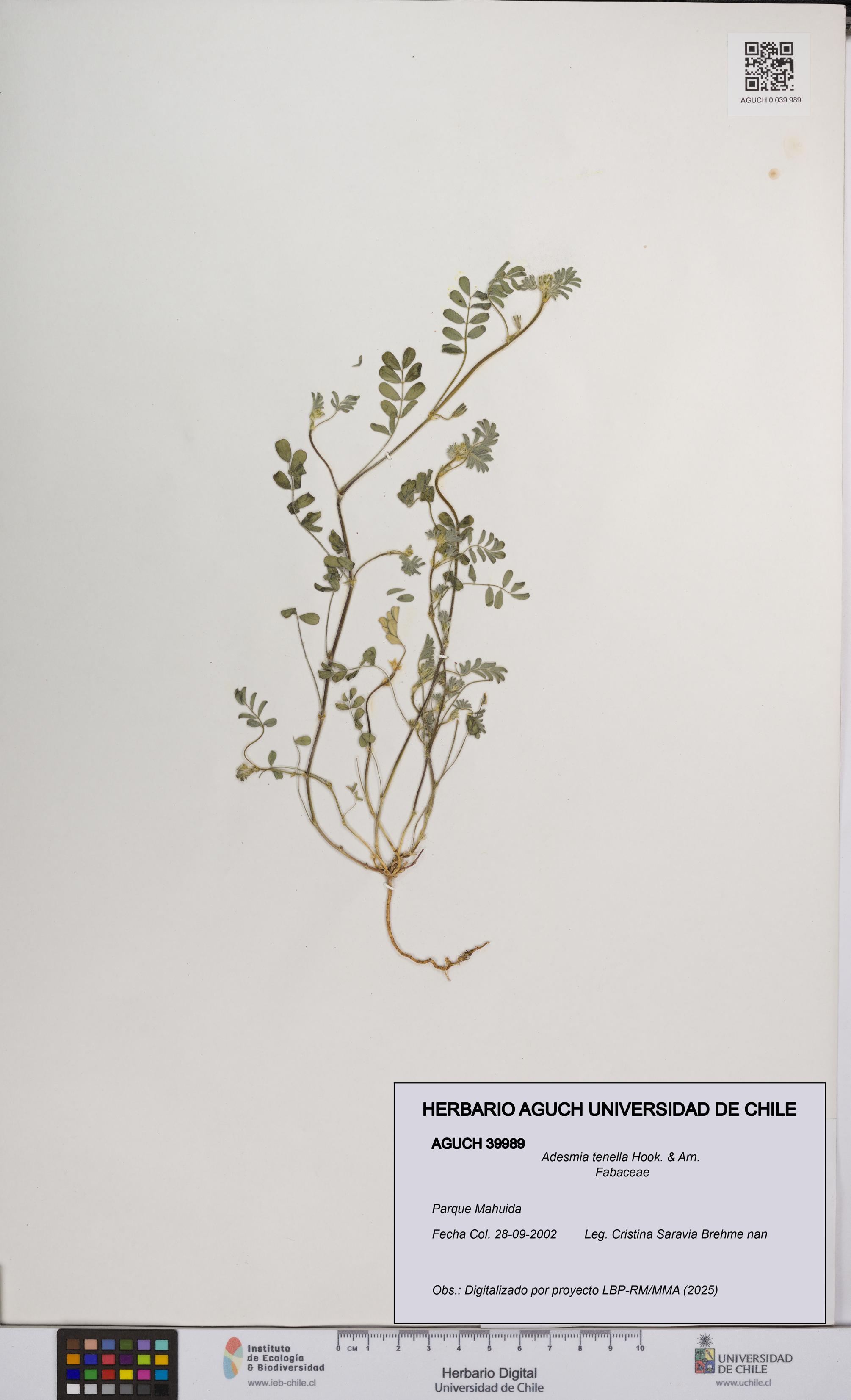 Adesmia tenella [Espécimen: UCH:AGUCH:0039989]