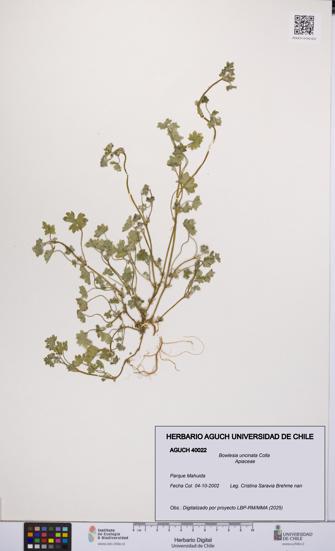 Bowlesia uncinata [Espécimen: UCH:AGUCH:0040022]