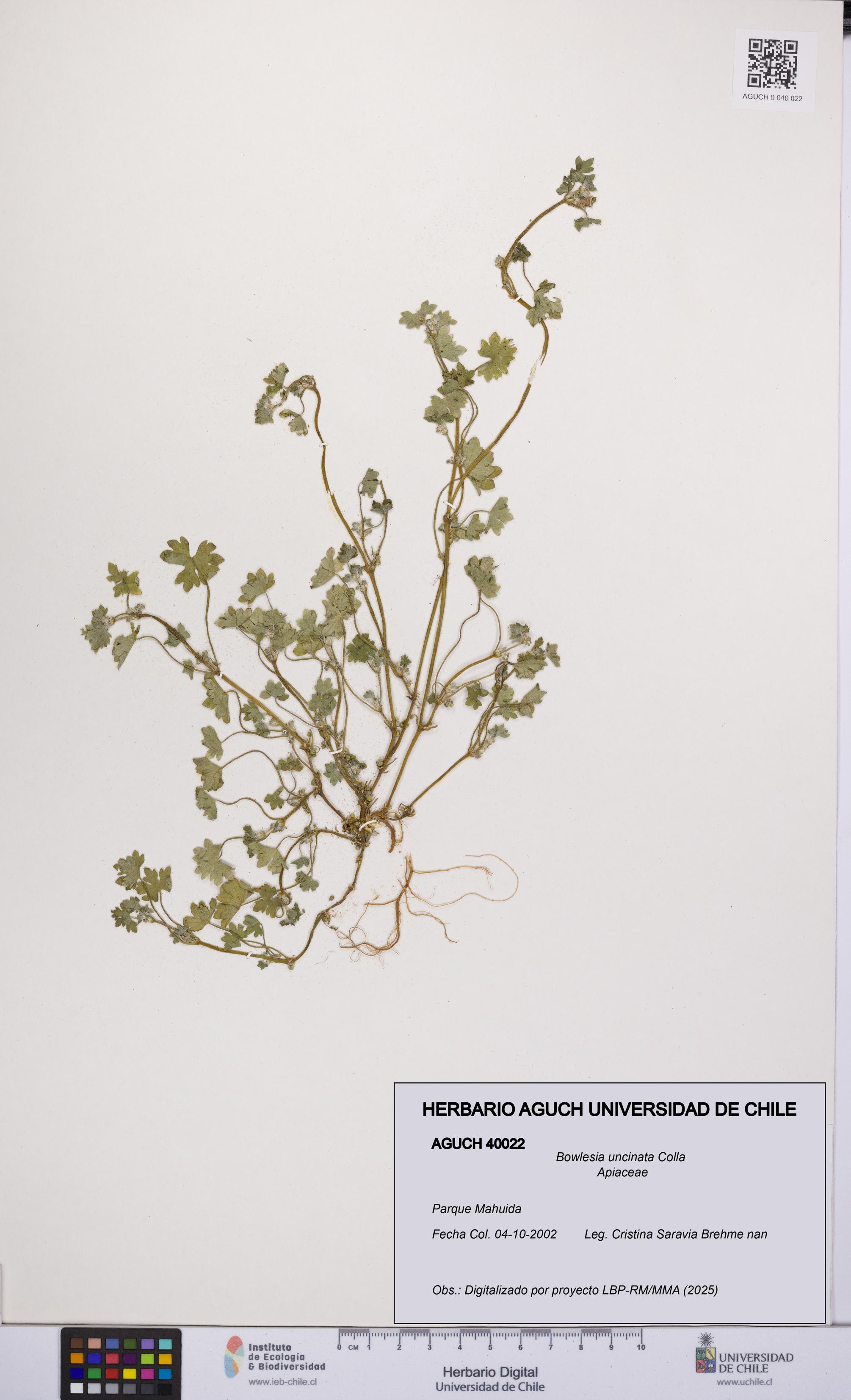 Bowlesia uncinata [Espécimen: UCH:AGUCH:0040022]