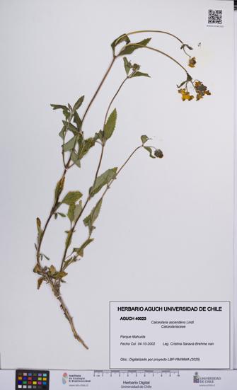 Calceolaria ascendens [Espécimen: UCH:AGUCH:0040023]