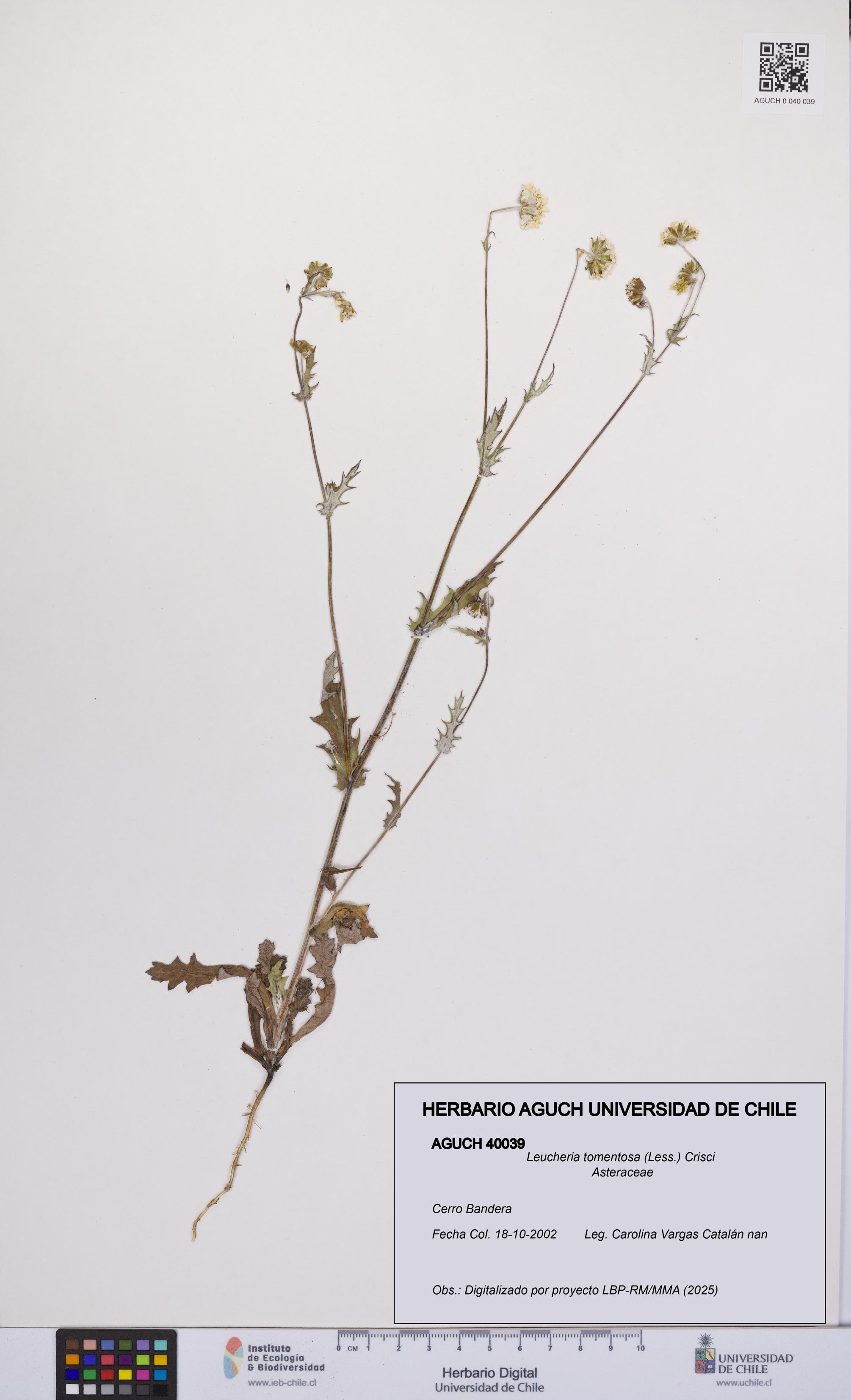 Leucheria tomentosa [Espécimen: UCH:AGUCH:0040039]