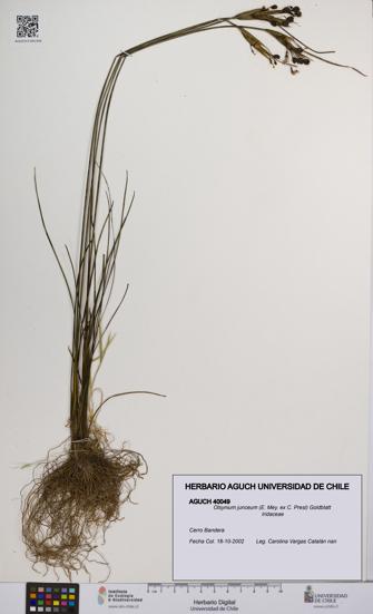 Olsynium junceum [Espécimen: UCH:AGUCH:0040049]