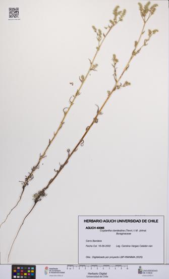 Cryptantha clandestina [Espécimen: UCH:AGUCH:0040065]