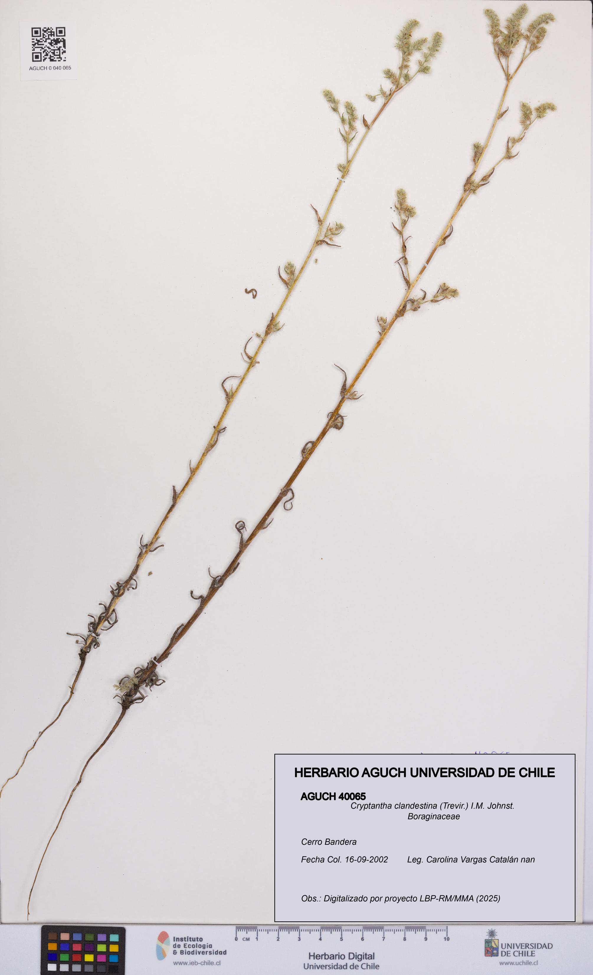 Cryptantha clandestina [Espécimen: UCH:AGUCH:0040065]