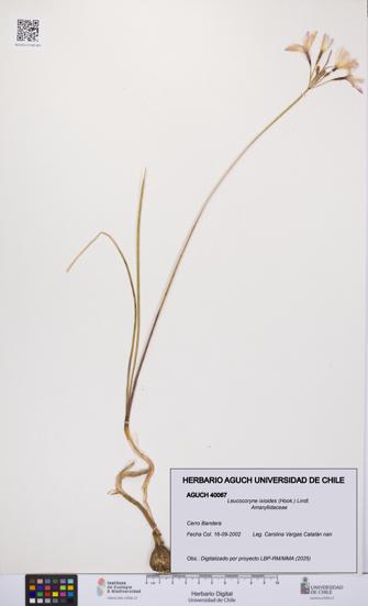 Leucocoryne ixioides [Espécimen: UCH:AGUCH:0040067]