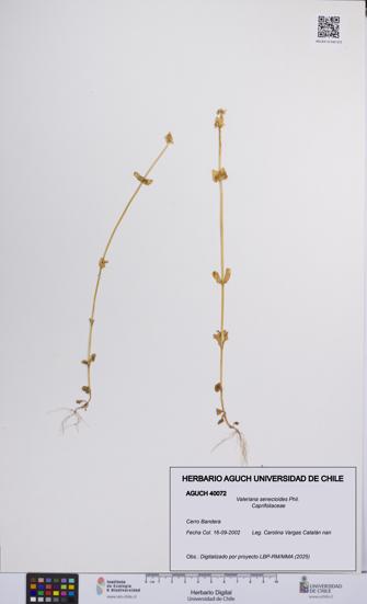 Valeriana senecioides [Espécimen: UCH:AGUCH:0040072]