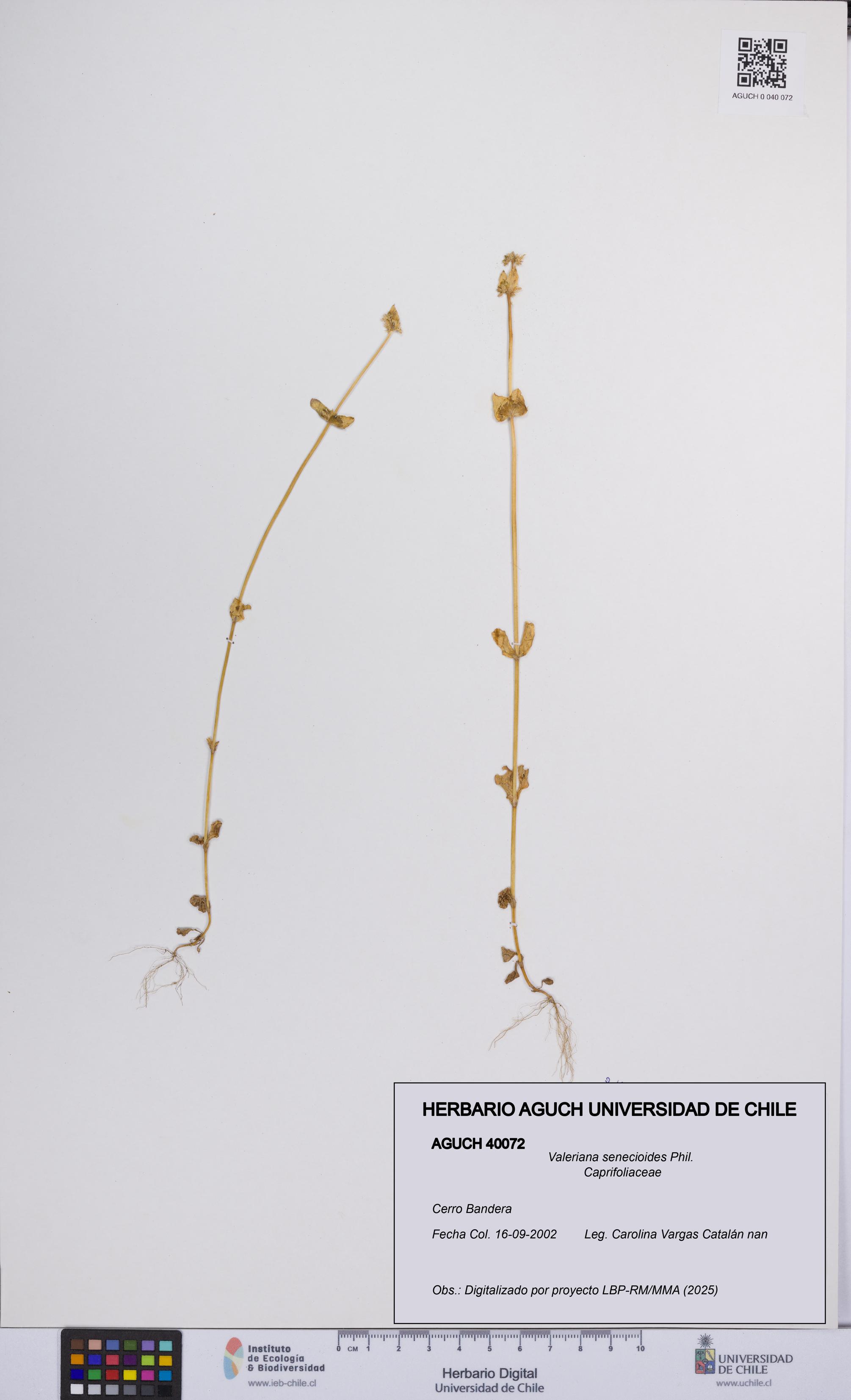 Valeriana senecioides [Espécimen: UCH:AGUCH:0040072]