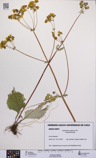 Calceolaria pratensis [Espécimen: UCH:AGUCH:0040073]
