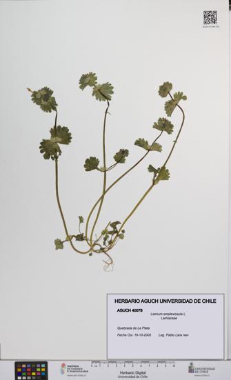 Lamium amplexicaule [Espécimen: UCH:AGUCH:0040078]