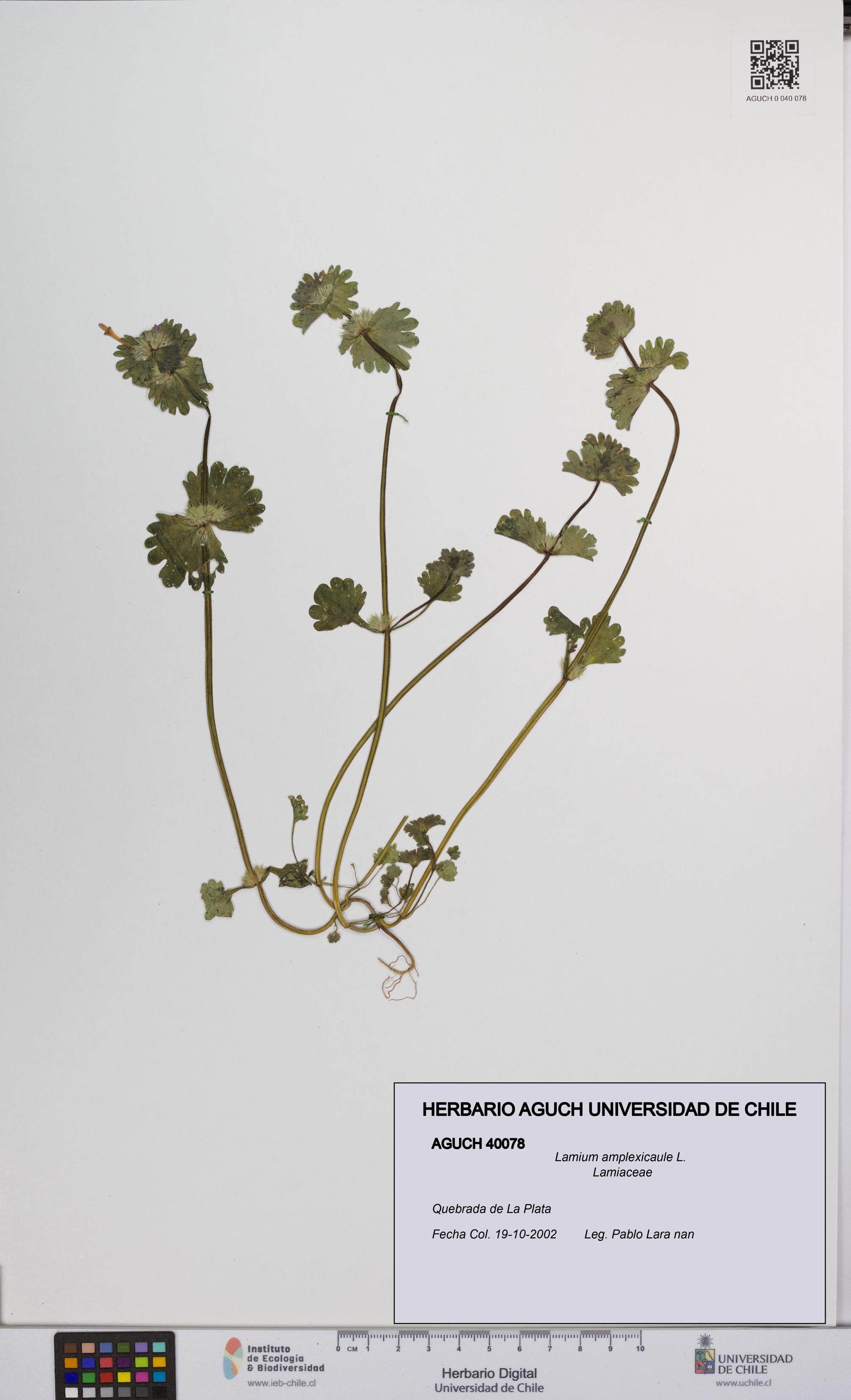 Lamium amplexicaule [Espécimen: UCH:AGUCH:0040078]