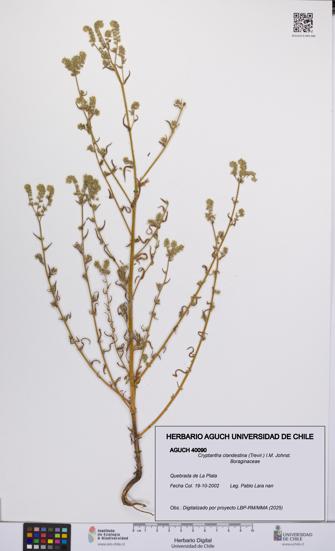 Cryptantha clandestina [Espécimen: UCH:AGUCH:0040090]