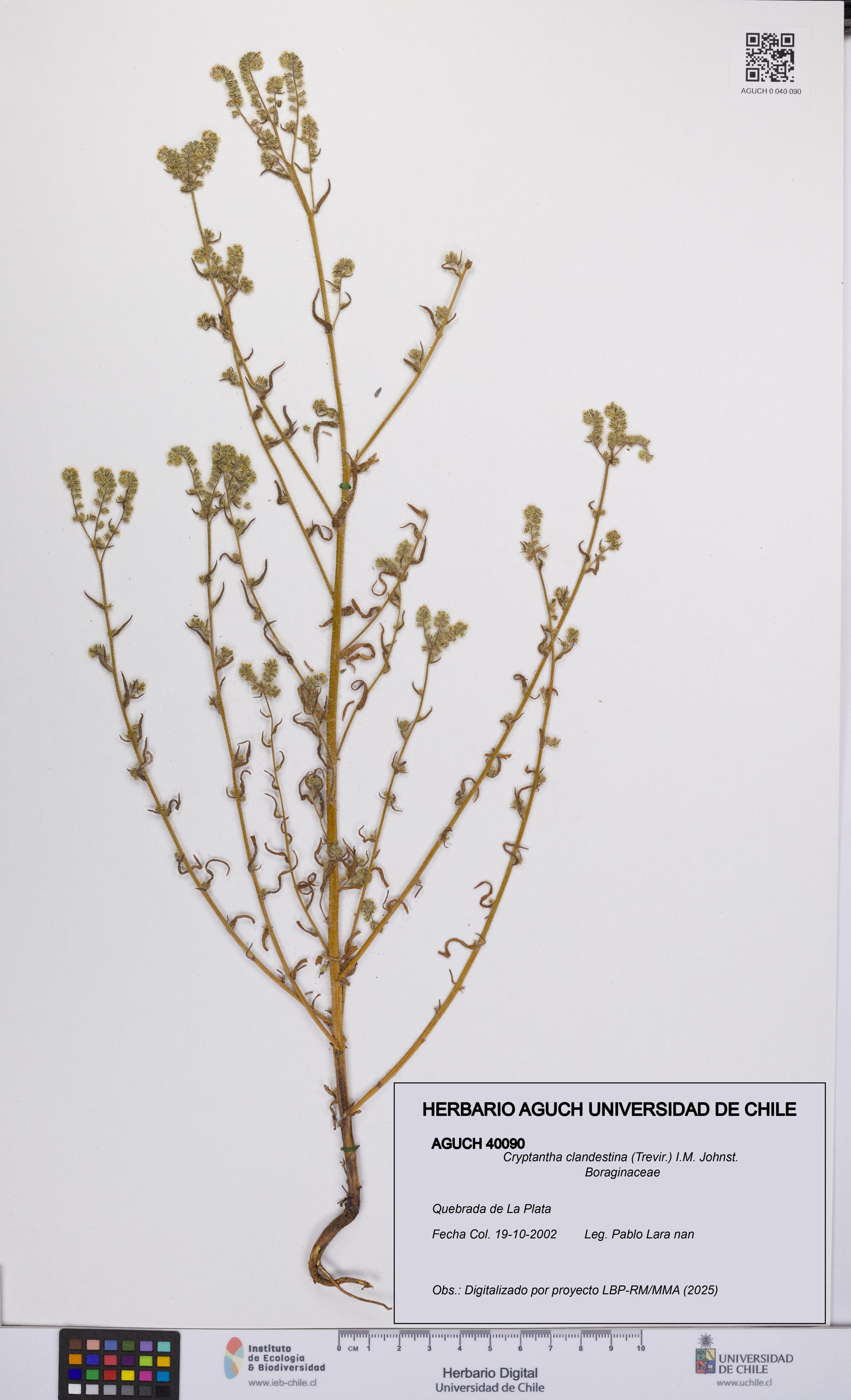 Cryptantha clandestina [Espécimen: UCH:AGUCH:0040090]