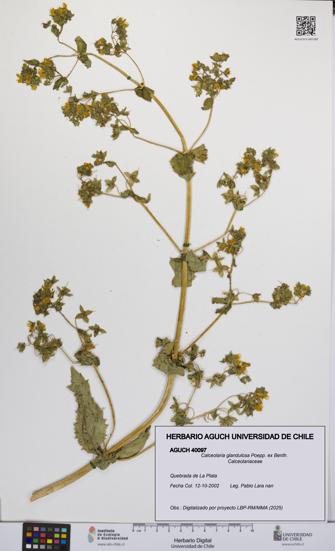 Calceolaria glandulosa [Espécimen: UCH:AGUCH:0040097]