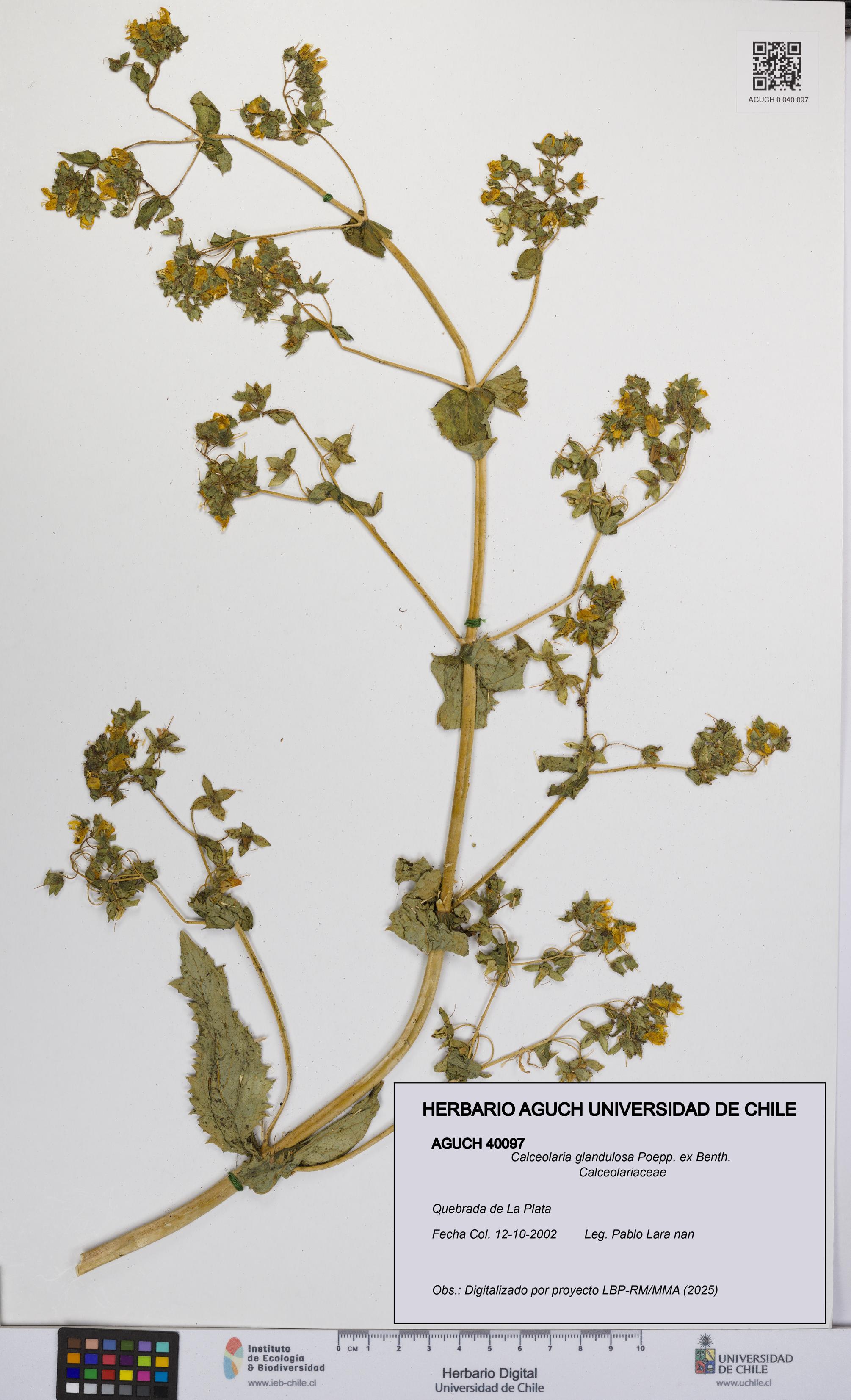 Calceolaria glandulosa [Espécimen: UCH:AGUCH:0040097]