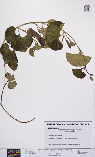 Aristolochia chilensis [Espécimen: UCH:AGUCH:0040100]