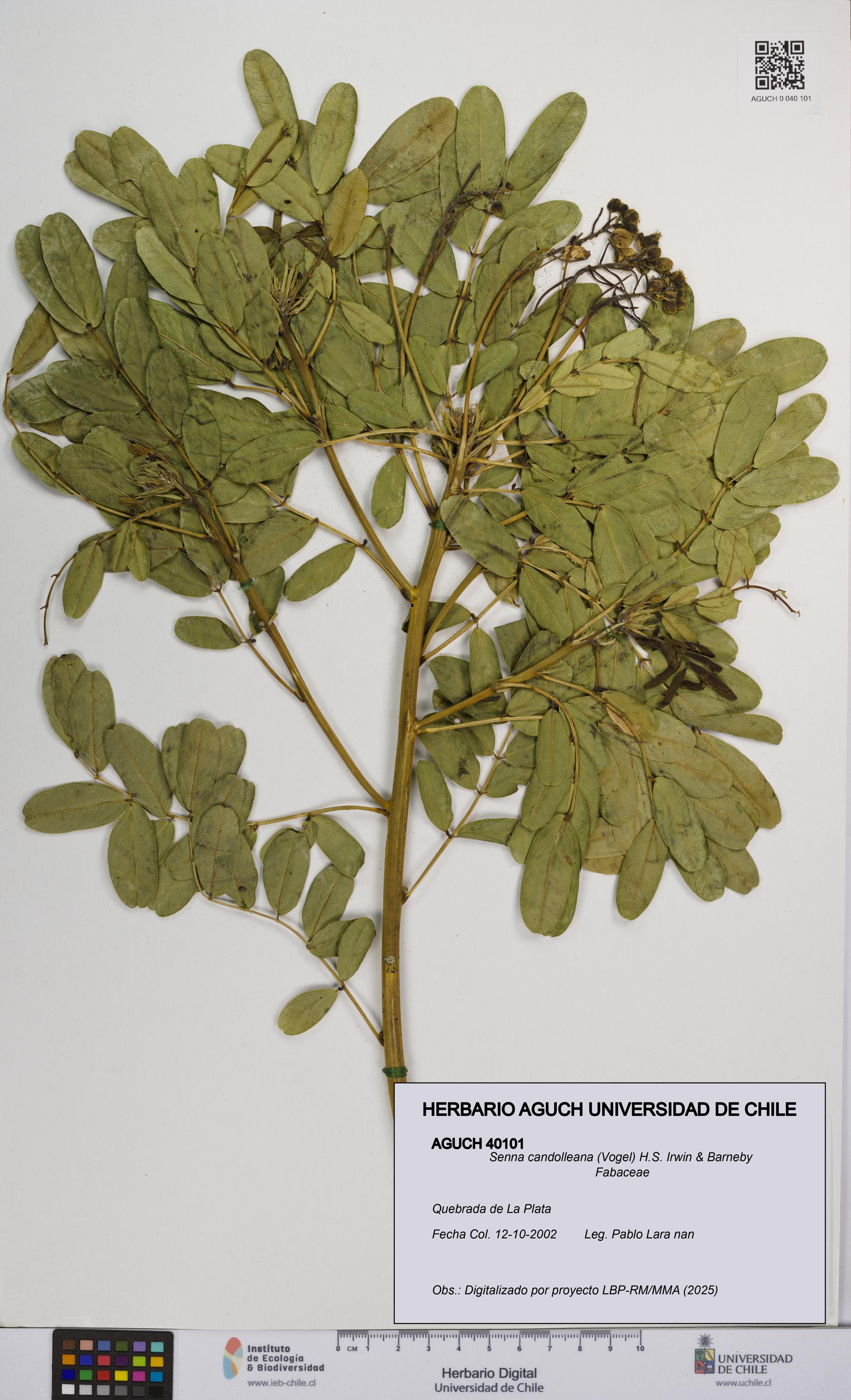 Senna candolleana [Espécimen: UCH:AGUCH:0040101]