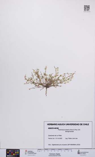 Pectocarya linearis [Espécimen: UCH:AGUCH:0040102]