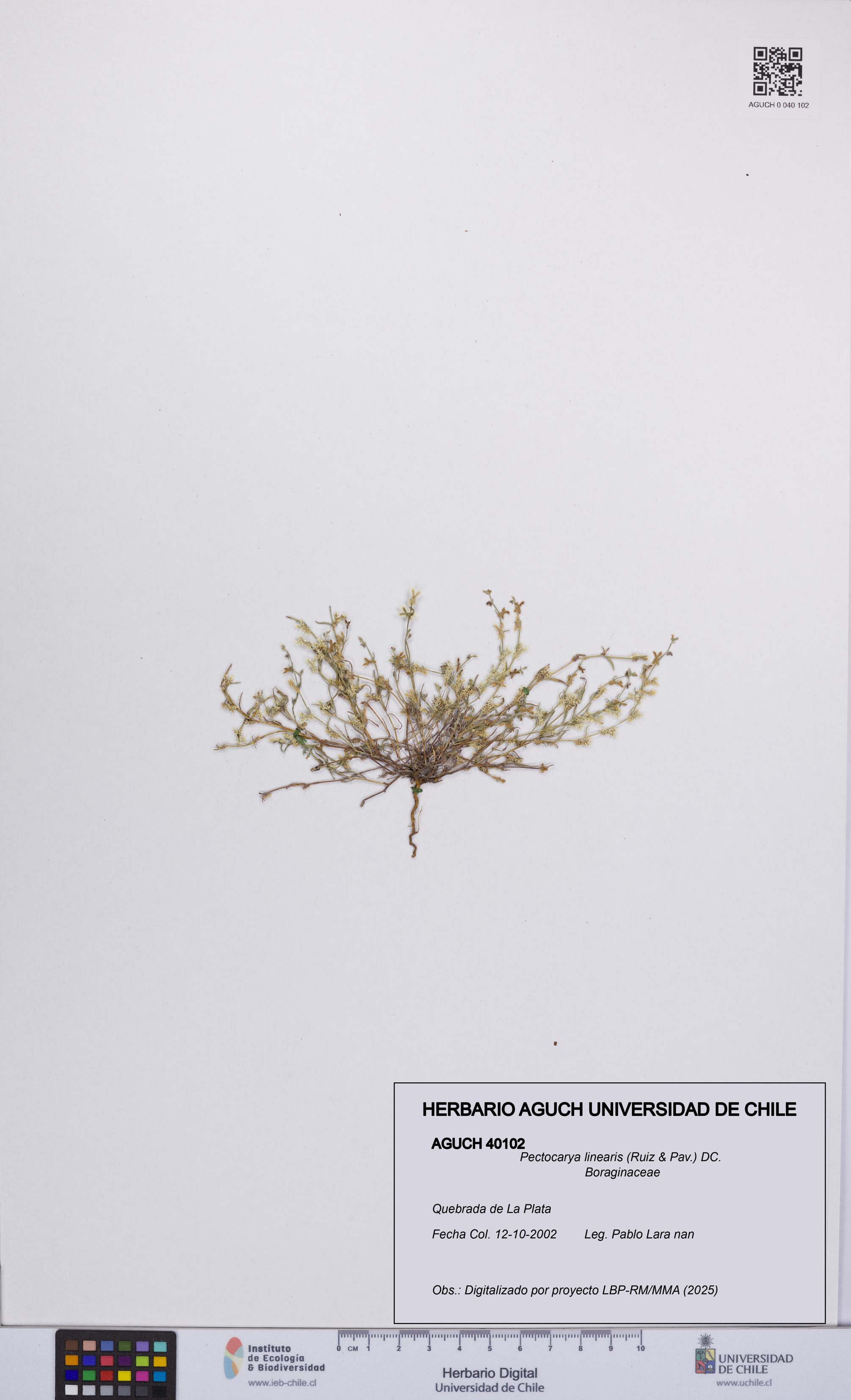 Pectocarya linearis [Espécimen: UCH:AGUCH:0040102]