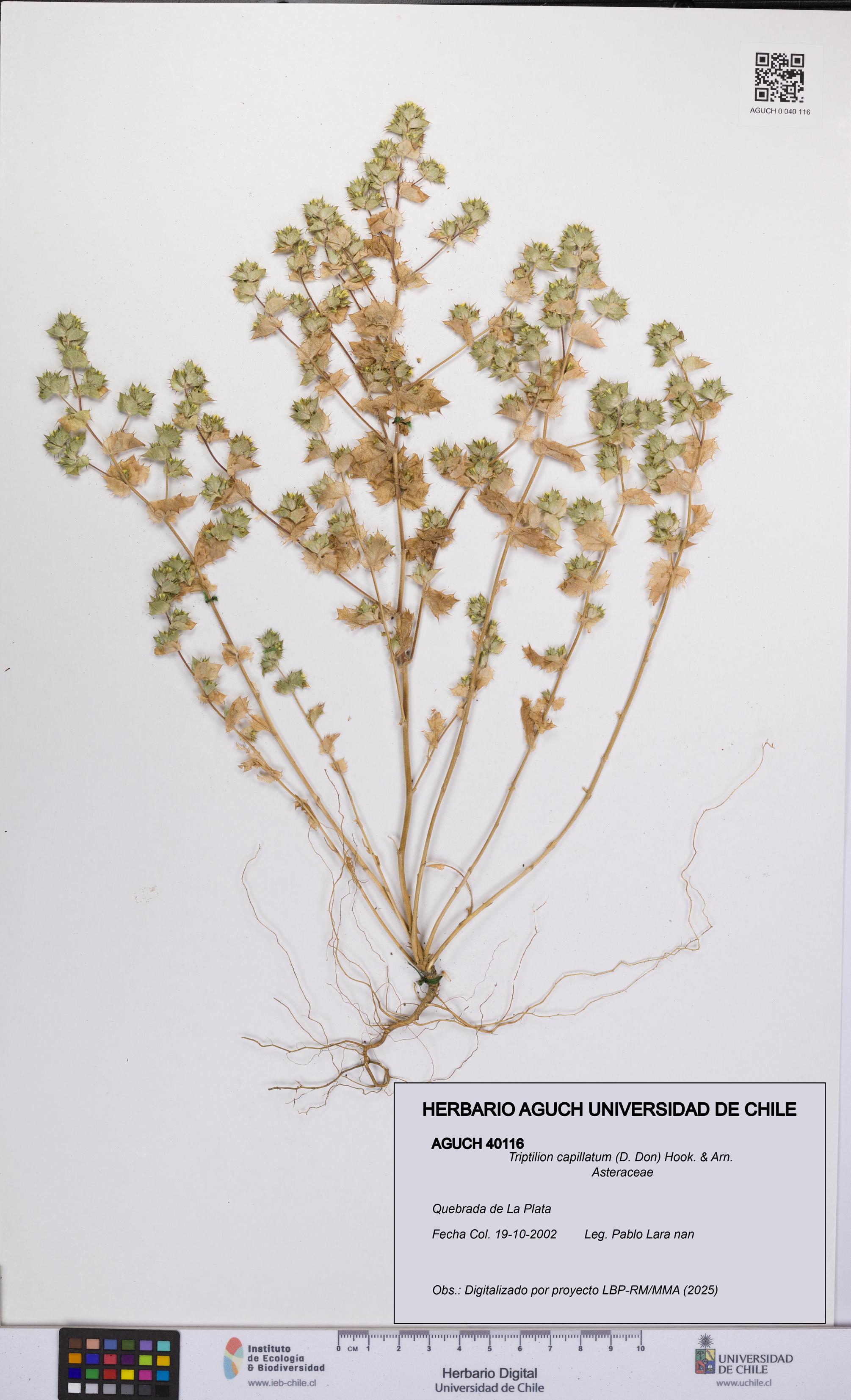 Triptilion capillatum [Espécimen: UCH:AGUCH:0040116]