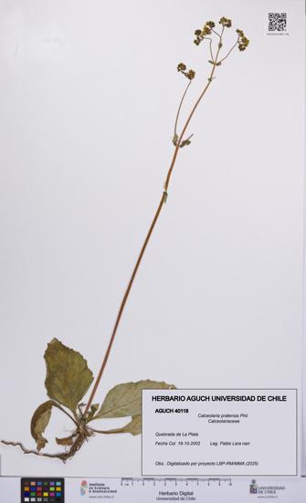 Calceolaria pratensis [Espécimen: UCH:AGUCH:0040118]