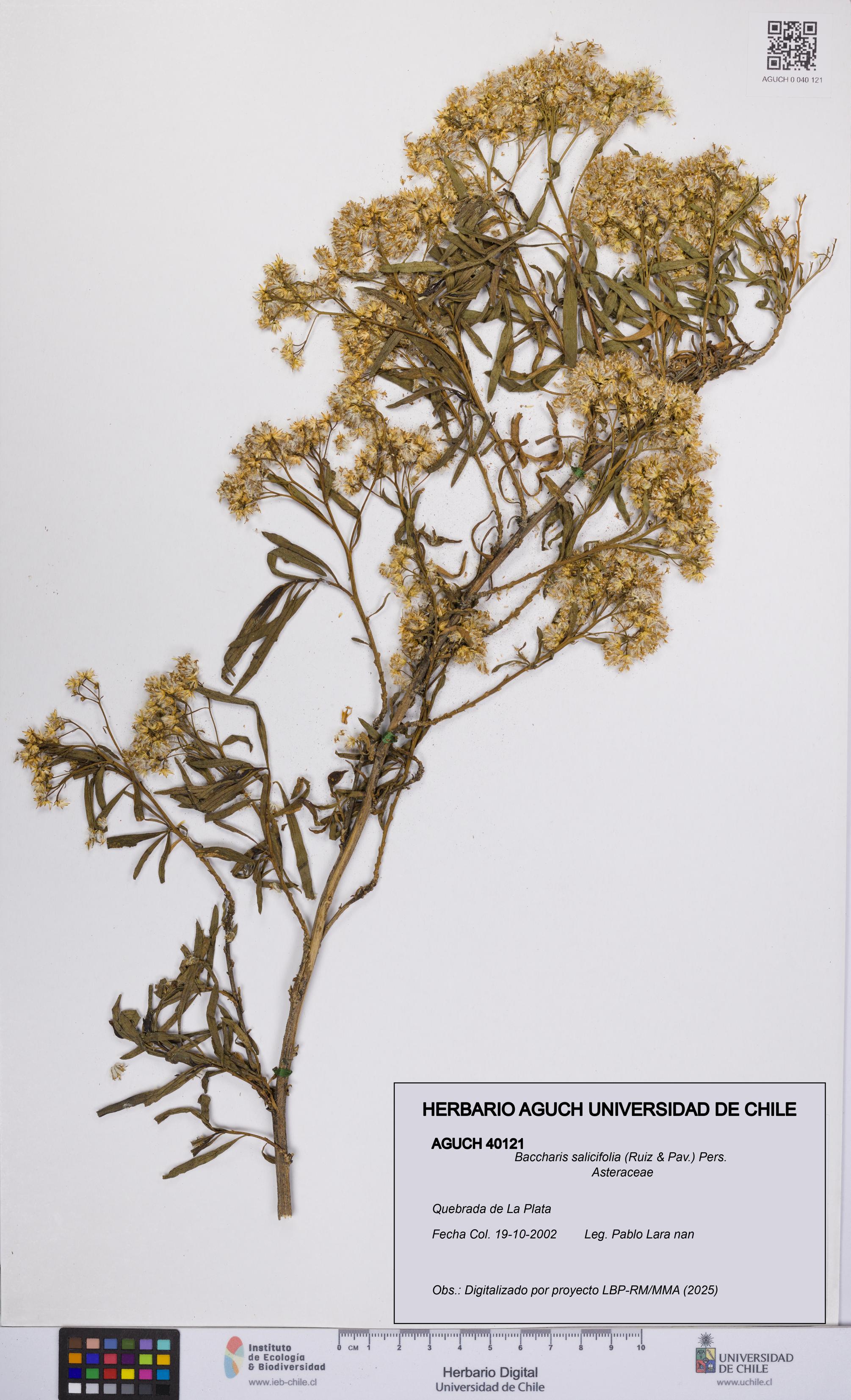 Baccharis salicifolia [Espécimen: UCH:AGUCH:0040121]
