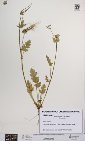 Erodium botrys [Espécimen: UCH:AGUCH:0040142]