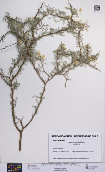 Adesmia confusa [Espécimen: UCH:AGUCH:0040157]