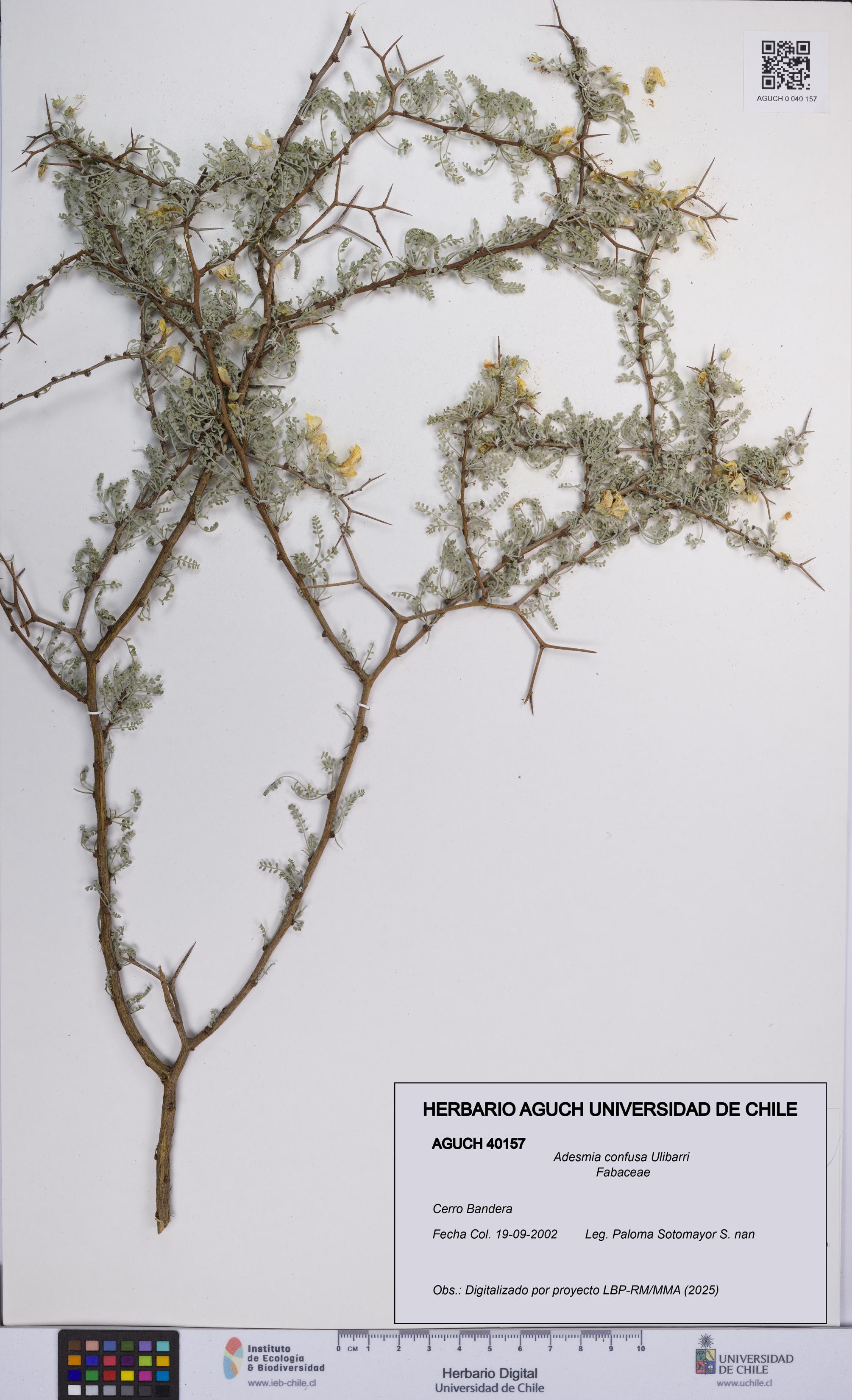 Adesmia confusa [Espécimen: UCH:AGUCH:0040157]