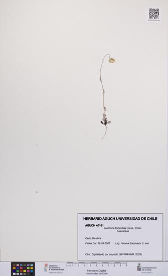 Leucheria tomentosa [Espécimen: UCH:AGUCH:0040161]