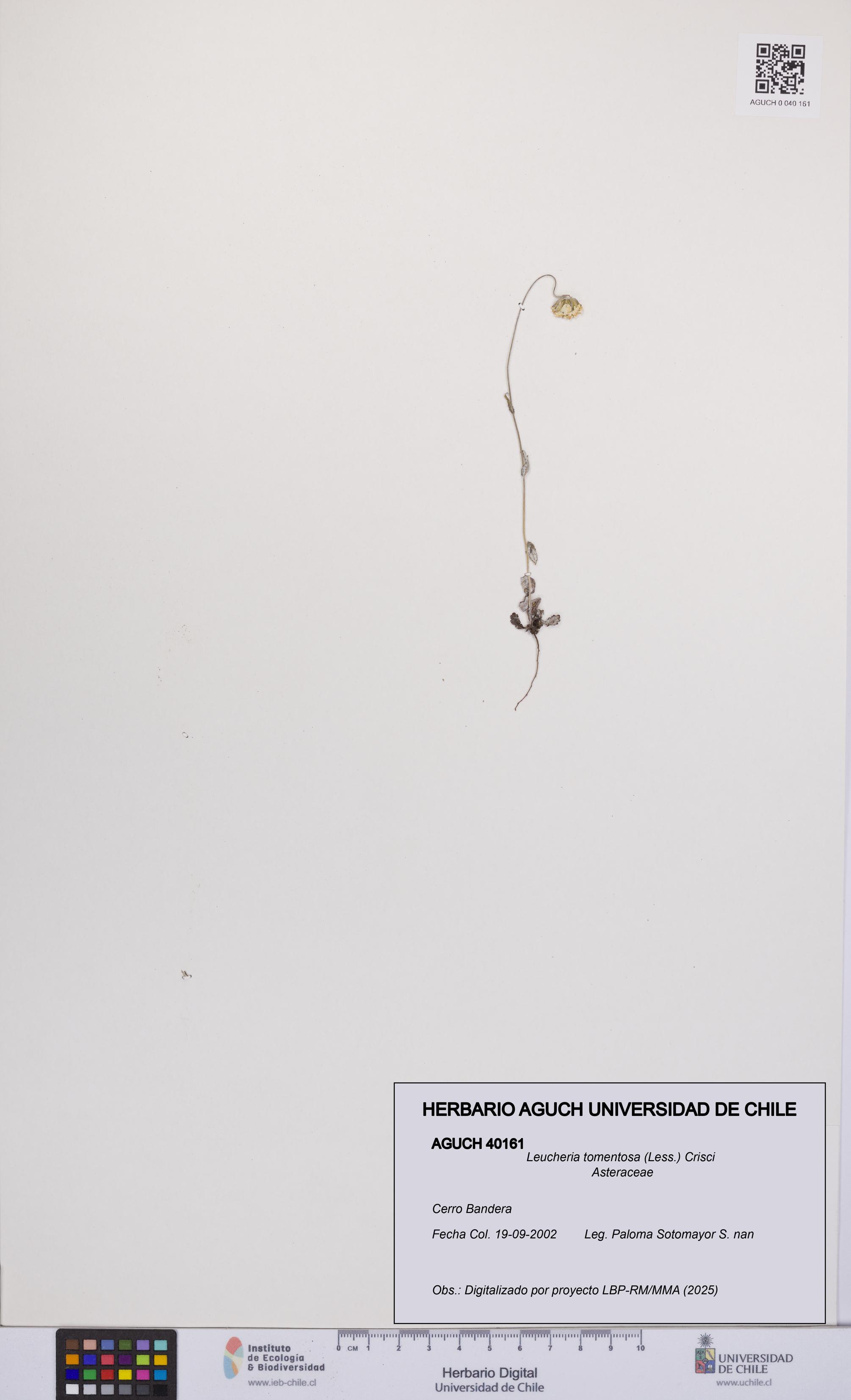 Leucheria tomentosa [Espécimen: UCH:AGUCH:0040161]