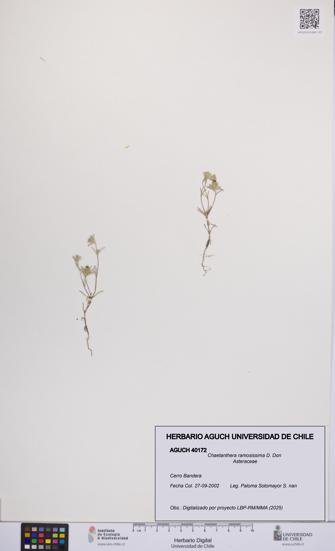 Chaetanthera ramosissima [Espécimen: UCH:AGUCH:0040172]