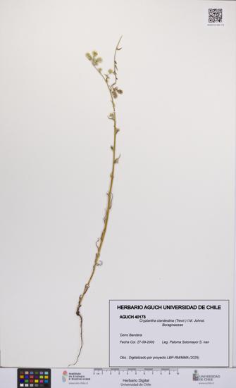 Cryptantha clandestina [Espécimen: UCH:AGUCH:0040173]