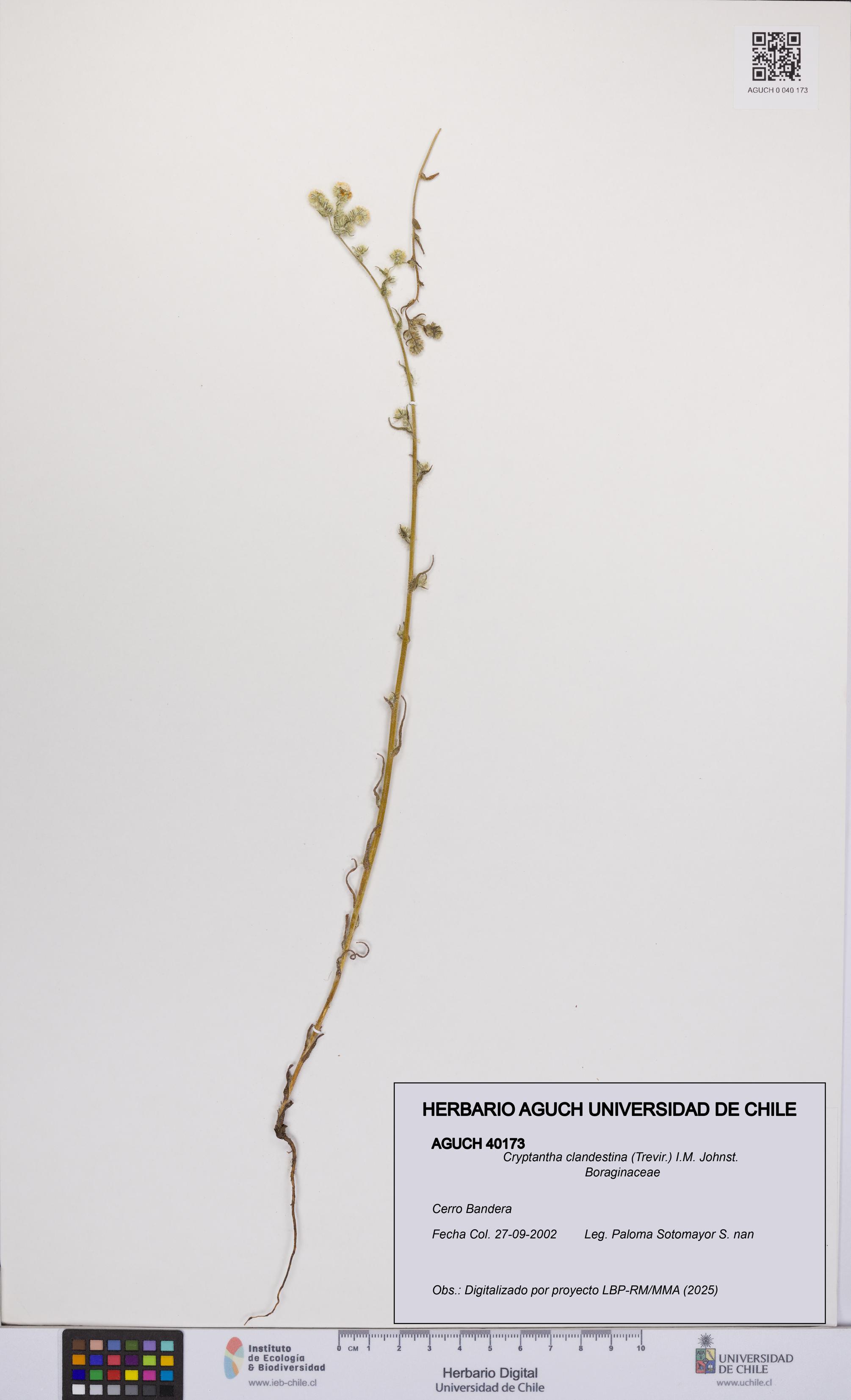 Cryptantha clandestina [Espécimen: UCH:AGUCH:0040173]