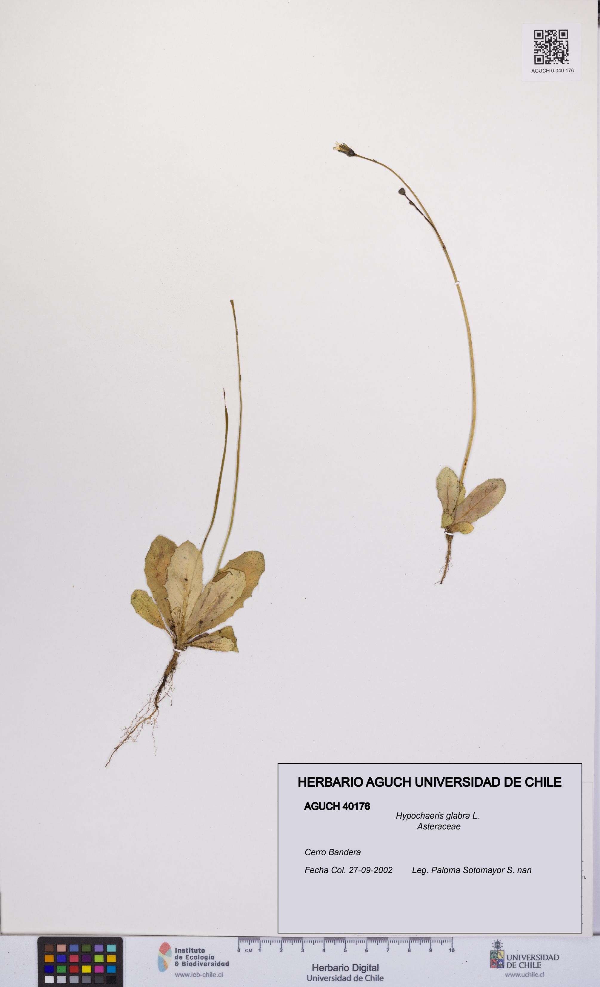 Hypochaeris glabra [Espécimen: UCH:AGUCH:0040176]