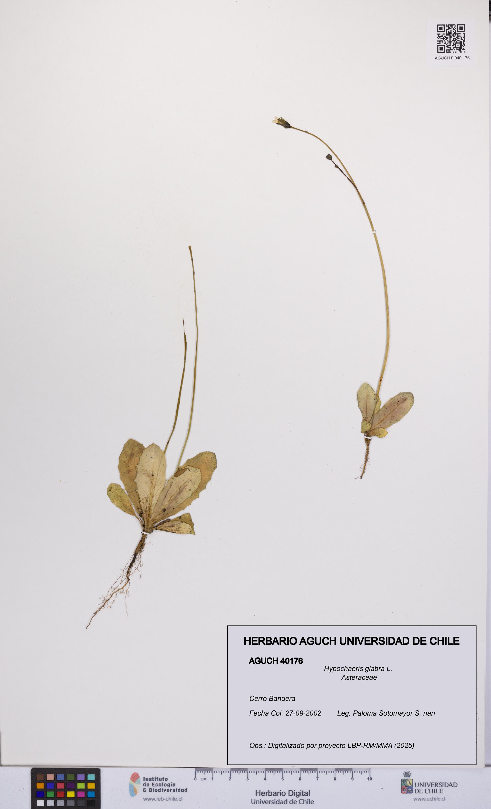 Hypochaeris glabra [Espécimen: UCH:AGUCH:0040176]