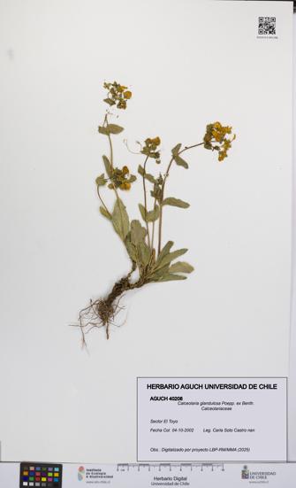 Calceolaria glandulosa [Espécimen: UCH:AGUCH:0040208]