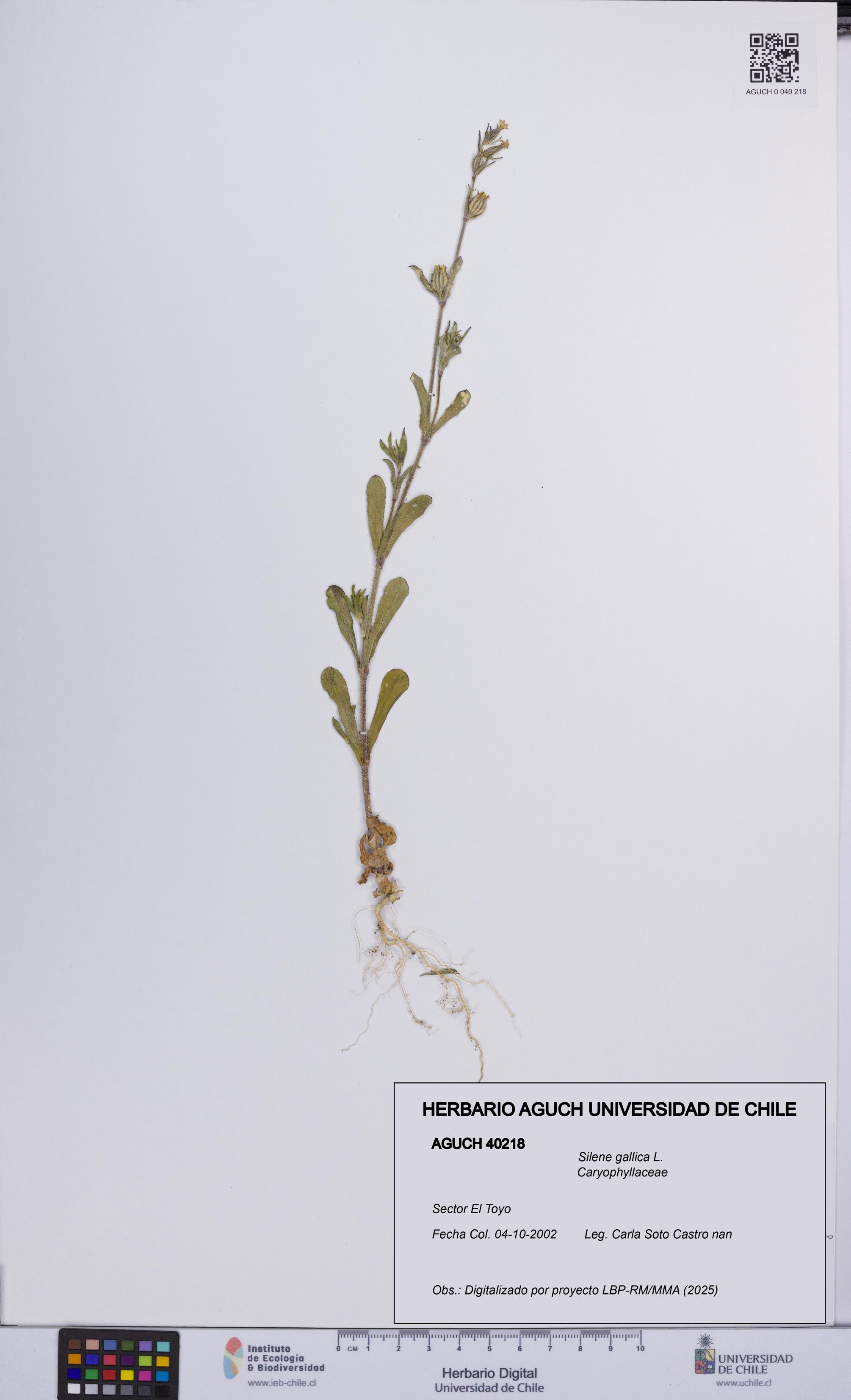 Silene gallica [Espécimen: UCH:AGUCH:0040218]