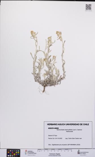 Gamochaeta stachydifolia [Espécimen: UCH:AGUCH:0040223]