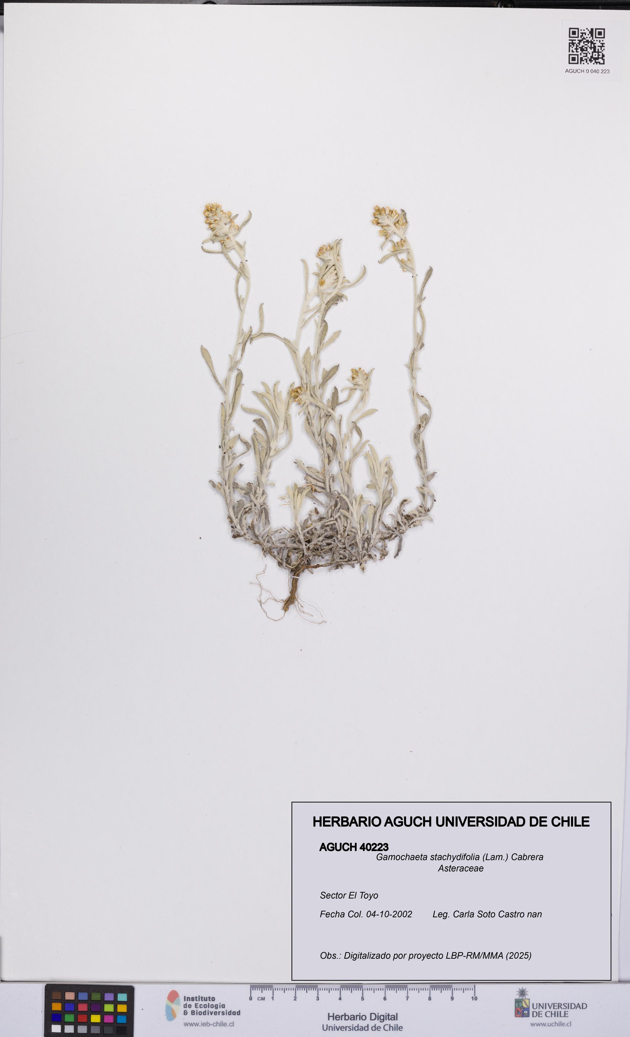 Gamochaeta stachydifolia [Espécimen: UCH:AGUCH:0040223]