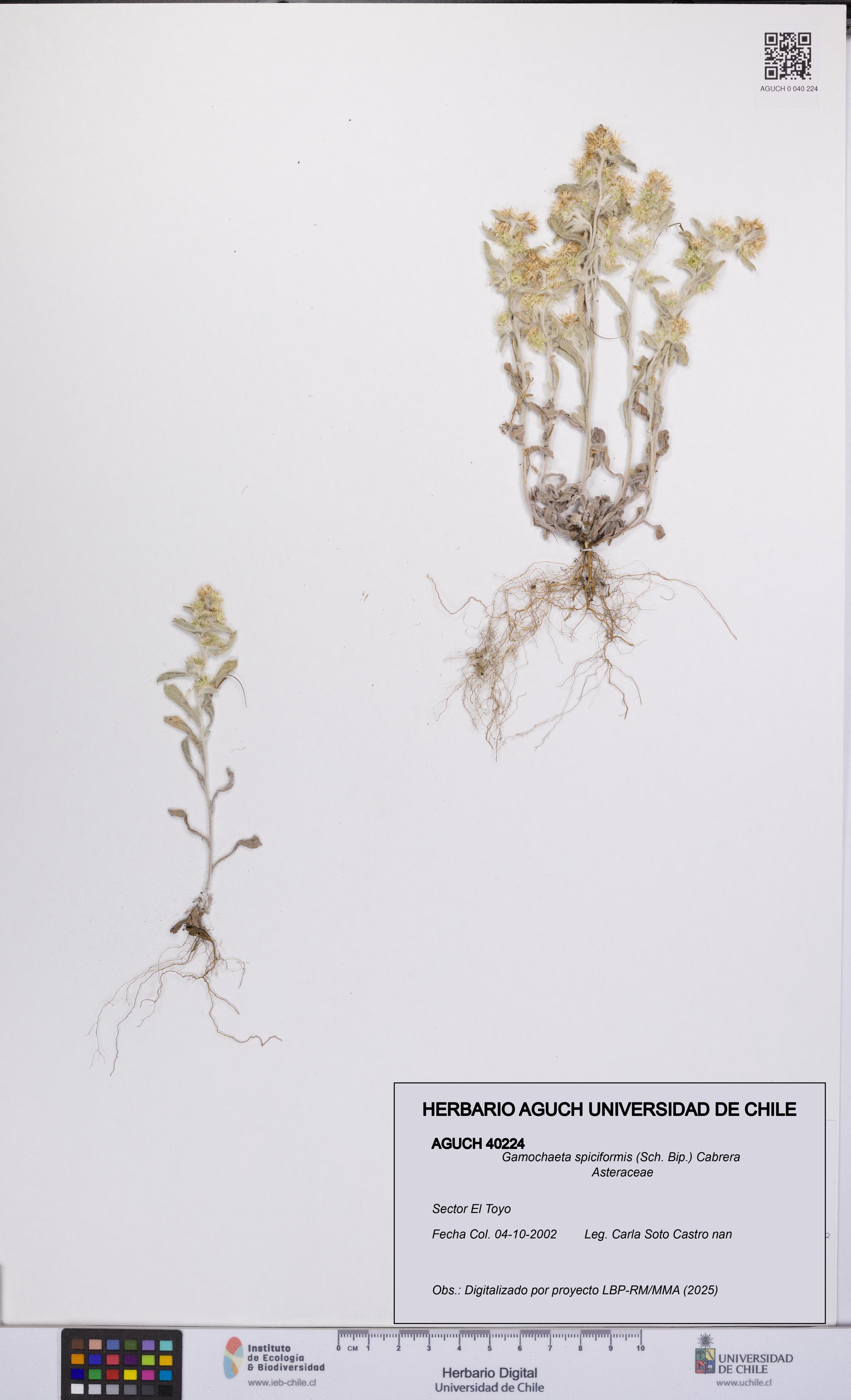 Gamochaeta spiciformis [Espécimen: UCH:AGUCH:0040224]