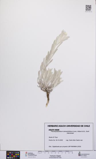 Pseudognaphalium cheiranthifolium [Espécimen: UCH:AGUCH:0040225]
