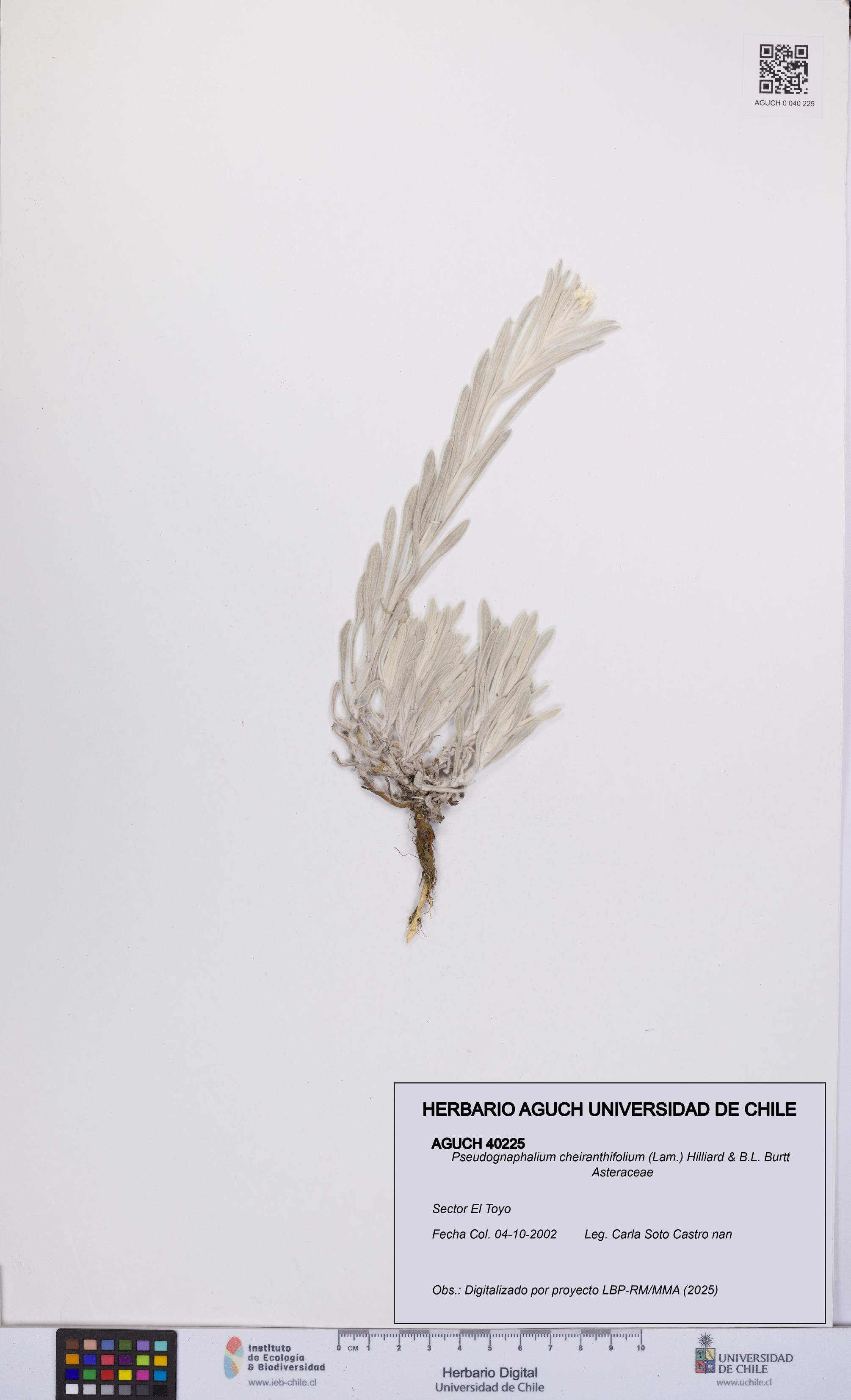 Pseudognaphalium cheiranthifolium [Espécimen: UCH:AGUCH:0040225]