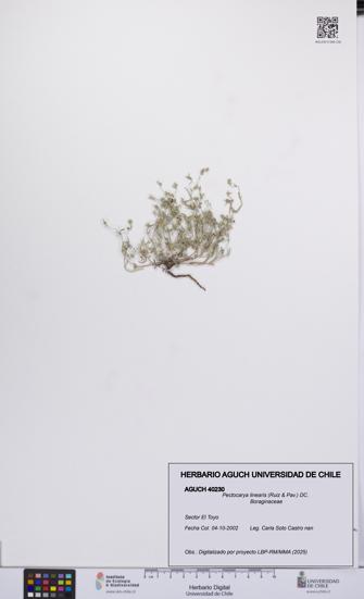 Pectocarya linearis [Espécimen: UCH:AGUCH:0040230]